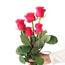 모리앤 생화 장미단 5대, 사만다로즈