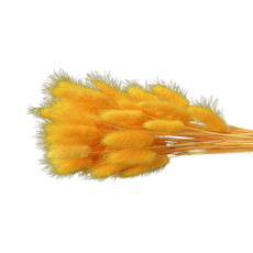 JM華麗的兔子尾巴乾燥花 2入, 橘色