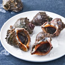 피시원 산지직송 자연산 생물 참소라 (냉장), 1kg(중, 6~9미), 1개