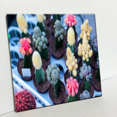 HTP 各式各樣的仙人掌 燒製磁磚 C1351