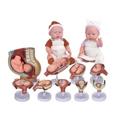 數學自然探究胎兒發育模型 9p + Coco 性教育娃娃 2p 套組, 混合顏色, 1個
