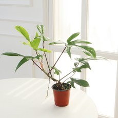 모리앤 플로리다 뷰티 포트식물, 그린, 1개