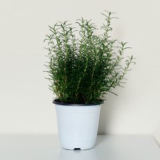 코코도르팜 허브 식물 포트 중형 로즈마리, 그린, 1개