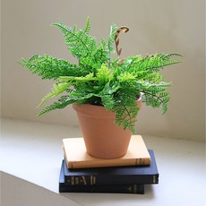 센트바스켓 트로피칼 그린 식물 조화 + 화분 세트 레이스고사리, 혼합색상, 1개