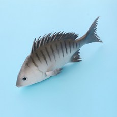 Soniyo 魚形裝飾 室內擺飾 魚模型, TYPE 09