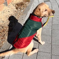 狗狗中大型犬雙D型環鋪棉背心, 紅色, 1個