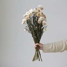 GAPANG 乾花DRYB105, 04號（白色）