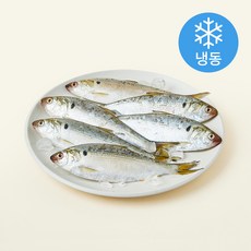 조혜정의멸치연구소 정치망에서 갓잡아 급냉한 삼천포 햇전어 6~8미 (냉동), 1개, 500g