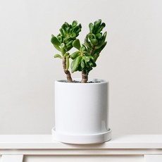 코코도르팜 도자기 화분 중형 + 우주목 다육이 세트, 그린, 1세트