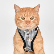 캐츠피아 고양이 키튼 슈페리어 사이즈 조절 하네스 A형 CAXA-HA9514, 블랙, 1개