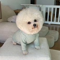 bydamsoomi 狗狗條紋笑臉T恤, 綠色