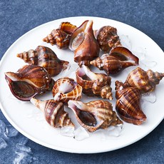 피시원 산지직송 자연산 생물 삐뚤이 소라 (냉장), 1kg(중), 1개