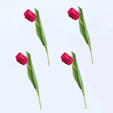 조화 홈플로우 홈 장식 다양한 컬러의 망고 튤립 스틱, 마젠타, 4개