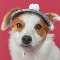 DOG-i 狗狗貓咪毛球針織帽, 灰色, 1個