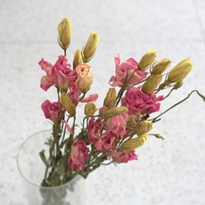 GAPANG 乾花 DRYB07101, 粉色數字 01