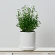 코코도르팜 도자기 화분 대형 로즈마리, 그린, 1개