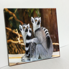 HTP 磁磚 狐猴 C2896