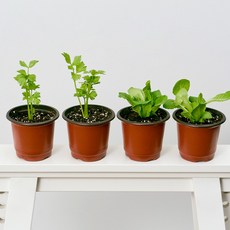 코코도르팜 채소 포트 소형 2종 샐러리 2p + 버터헤드레터스 2p, 그린, 1세트