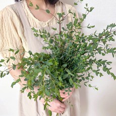 코코도르팜 생화 파블로 5대, 혼합색상