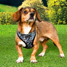 퍼피아 강아지 하스 하네스 HA2181, 블랙, 1개