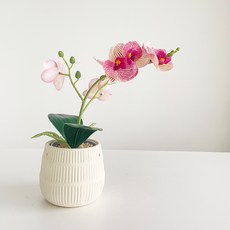 fresh garden Revery 霧面陶瓷花盆, 1個, 混合色