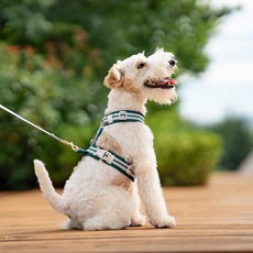 REDPUPPY 狗狗腰帶式胸背帶 S, 綠色, 1個