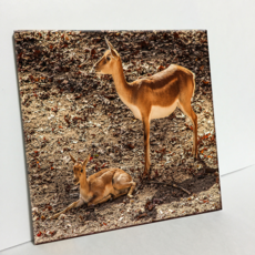 HTP 磁磚 Impala C2910