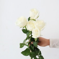 모리앤 생화 장미단 5대, 크림화이트