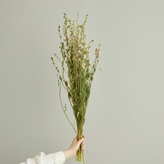 GAPANG 乾花 DRYB259, 06 號