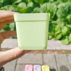 Nana 多彩方形多肉植物花盆 30入, 淺綠色