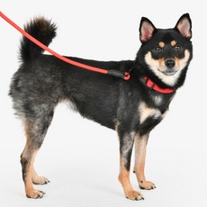올치 반려동물 꼬임방지 로프 리드 세트, 레드, 1개