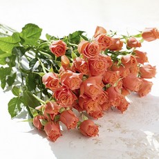 로즈피아 생화 트로피칼레인 9대, 혼합색상