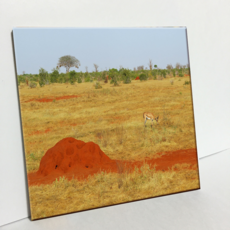 HTP 磁磚 肯亞的螞蟻山丘 C1791, 1個