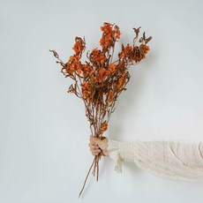 GAPANG 黑種草乾燥花 DRYB145, 12號(橘色)