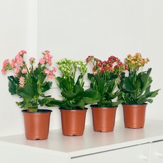 코코도르팜 생화 포트 소형 칼란디바, 랜덤발송, 4개