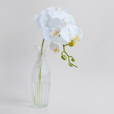 BLOOMING&ME 蝴蝶蘭 + Olivia 玻璃瓶套組, 白色, 1個