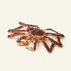 러시아산 A급 킹크렙 레드 (냉장), 2.4kg, 1개
