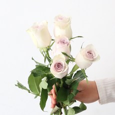 모리앤 생화 장미단 5대, 러시블러시