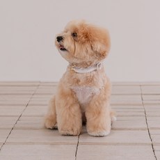 리카리카 반려동물 브리즈 워크 목줄, 웜그레이, 1개 웜그레이, 1개