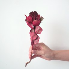 GAPANG 乾燥花千日紅 11號 DRYB170, 深紅色