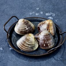 바다림 서해안 산지직송 생물 백합 (냉장), 1개, 500g