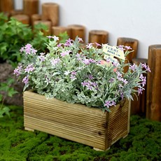 Garden in the City 明星花壇, 粉色的