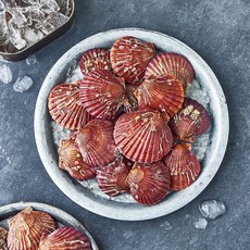 노량진수산시장 홍가리비 (냉장), 1개, 1kg