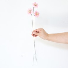 GAPANG 菊花 乾燥花 DRYB210, 04號 粉紅色