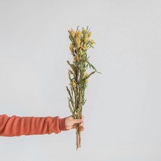 GAPANG 乾花桉樹DRYB280, 05黃色