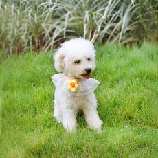 PASTEL PET 寵物狗針織花朵蕾絲胸背帶 + 牽繩套組, 黃色