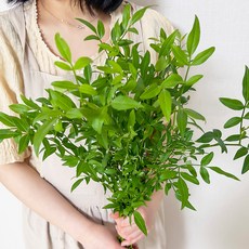 코코도르팜 생화 영춘화 5대, 혼합색상