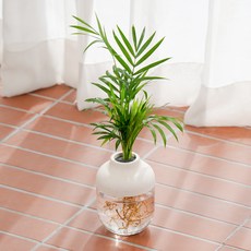 메이크정글 수경재배 식물 테이블야자 + 아쿠아캡슐 1호 화분 DIY 세트, 베이지(화분), 1세트