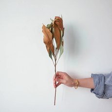 GAPANG 乾花DRYB226, 01（棕色）