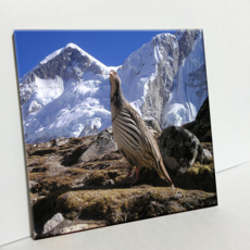 HTP 瓷磚 C1449 喜馬拉雅的鳥